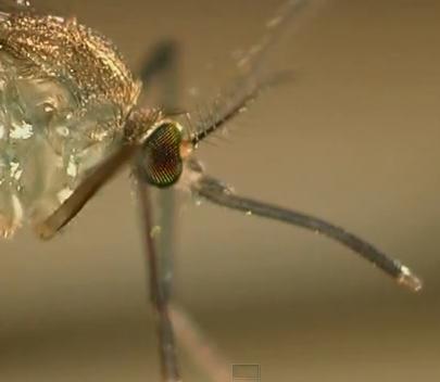 belalai probosis nyamuk